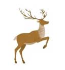 Reindeer